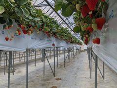 りえさんのお陽様農園への投稿写真1