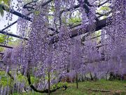 ぷーさんの藤の寺(正法寺)の投稿写真2