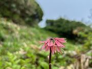 sakoさんの森吉山 阿仁スキー場の投稿写真4