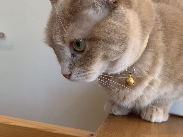美人な猫ちゃん_猫カフェ ごろーにゃ
