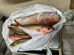 さおりんごさんの海あしび(海うさぎ丸)への投稿写真2