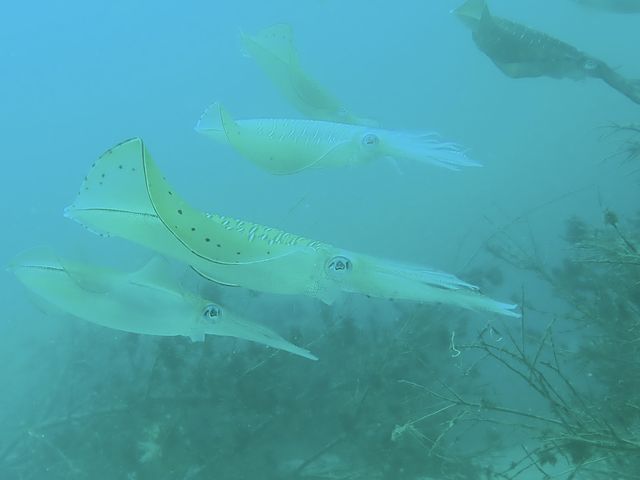 この時期はイカの産卵だそうです。_DIVING SERVICE GO TO THE SEA