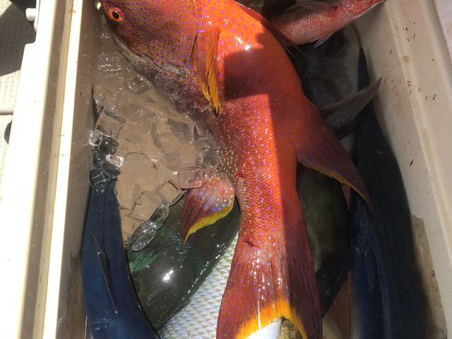 大漁!!!大きなダツにびっくりしましたー!!_糸満釣り船AQUA