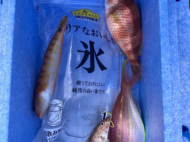 真夏の4匹!_いづみ丸