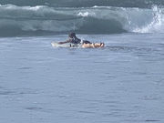 surfer14tさんの土佐西南大規模公園(大方地区)入野松原キャンプ場の投稿写真4