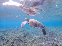 えりかさんのOkinawa tripsへの投稿写真1