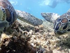 えりかさんのOkinawa tripsへの投稿写真2