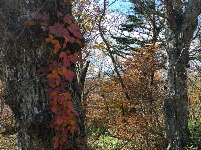 山上散策路の紅い蔦_マウントジーンズ那須