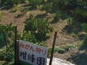 ちえちゃんさんの柑峰園の投稿写真1