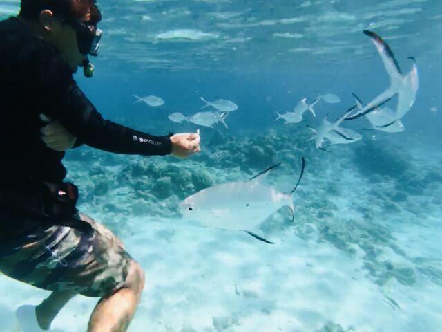 すぐ近くにお魚が寄ってきます_マリンクラブカナロア