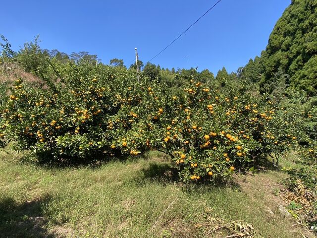 天気が良くて気持ちが良かったです_薗田農園