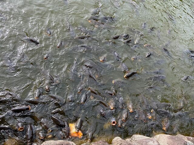 池の鯉_明神池