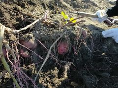 花立山ファームの写真1