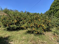 もち126さんの薗田農園への投稿写真1