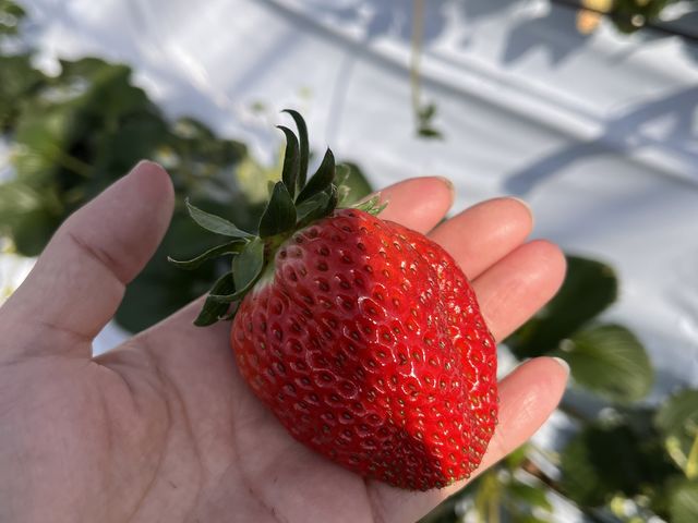 紅ほっぺ大きかったです。_ひのでファーム