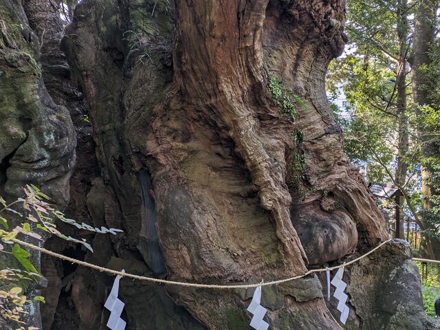樹齢二千年以上の大楠で非常に迫力があります。大楠の周りを一周すると願いが叶うと言われています。_来宮神社