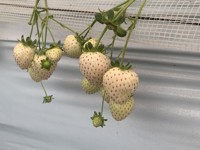 白いちご、美味しかったです_高津園
