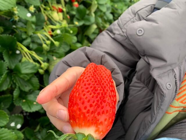 大きくてとても甘かった。_原文農園