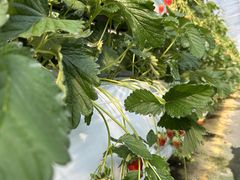 みこさんのお陽様農園への投稿写真1