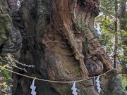 hidepoさんの来宮神社の投稿写真1