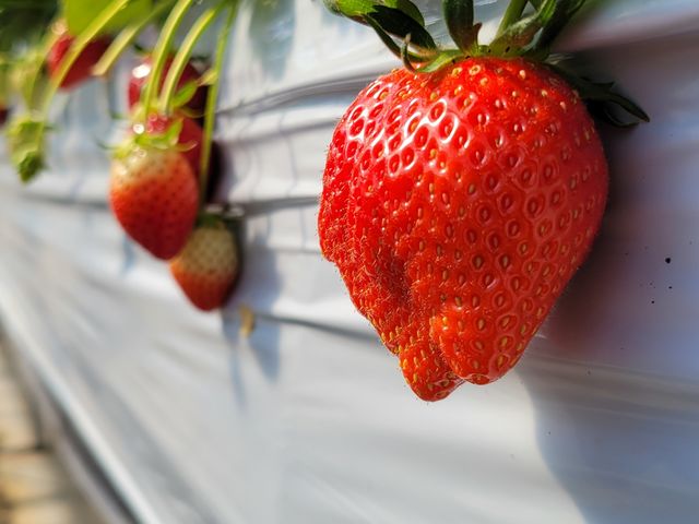 見やすく、採りやすい高さ_いちご園藤田