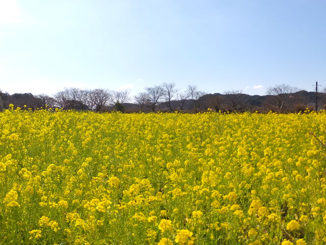 菜の花畑_元気な百姓たちのひまわり畑