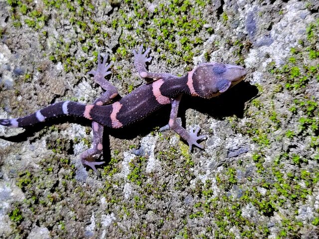 オビトカゲモドキ_旅友Tokunoshima