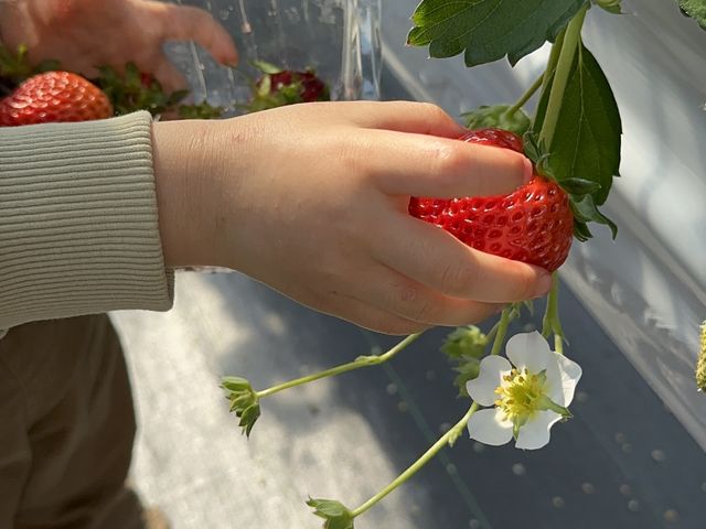 4歳児も自分で大きなイチゴを見つけて採れました♪_StrawberryBase