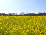 ニコちゃんさんの元気な百姓たちのひまわり畑の投稿写真1