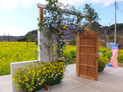 ニコちゃんさんの元気な百姓たちのひまわり畑の投稿写真2