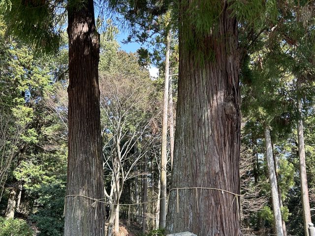 境内の夫婦杉_明石寺