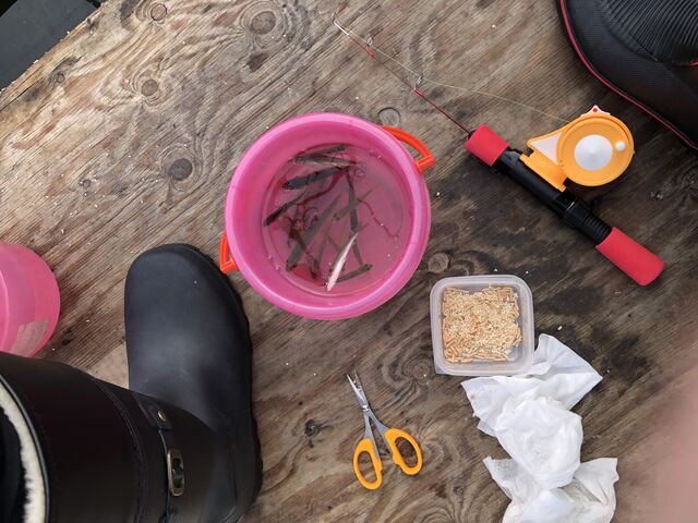 ワカサギ以外のお魚は施設に遊びに来るキツネにあげているそうです_匠・TAKUMI工房