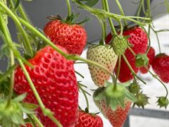 コマさんの鈴木農園への投稿写真2