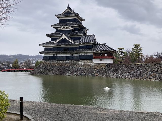 曇りの松本城もなかなか良いです。
大きな白鳥が餌を探していて可愛かったです笑_松本人力車の会