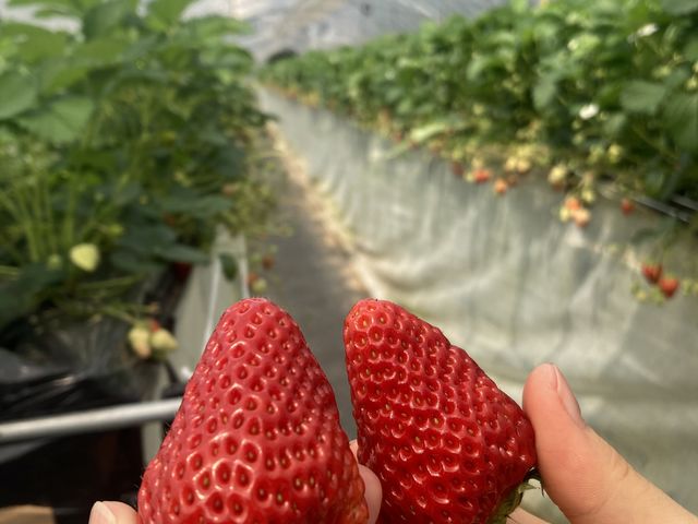 大粒いちご_北栄ドリーム農場