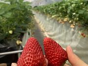 はなさんの北栄ドリーム農場の投稿写真1