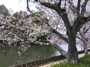 なおなおさんの丹波亀山城下町の投稿写真4
