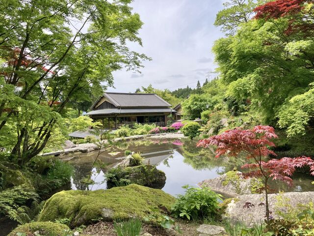 5月1日は青い紅葉の他ツツジがさいておりました。_環境芸術の森