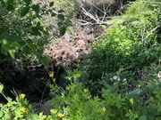 キキさんのスプラッシュガーデン秩父オートキャンプ場の投稿写真1