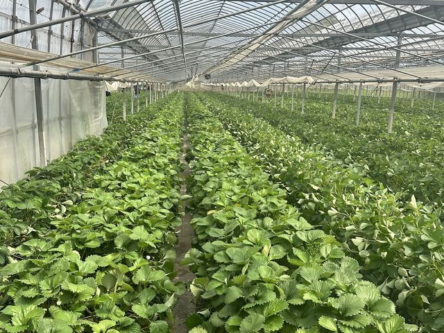 レーン毎にいちごの種類が異なりました。_やまざきファーム