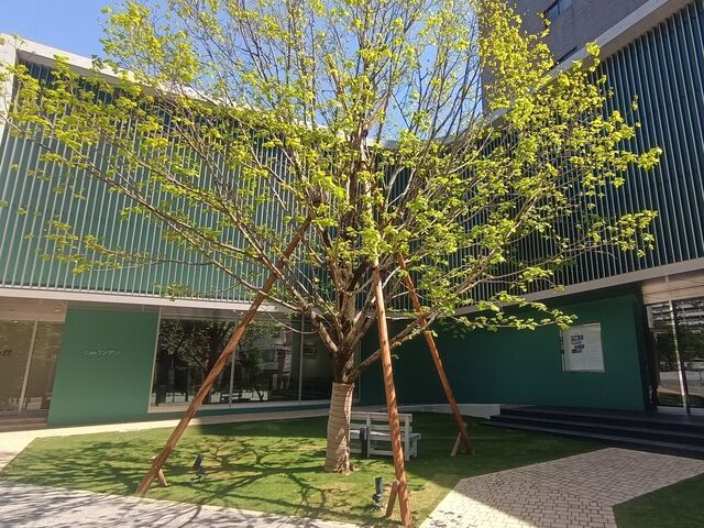 リンデンの木_越前ふくい美術館