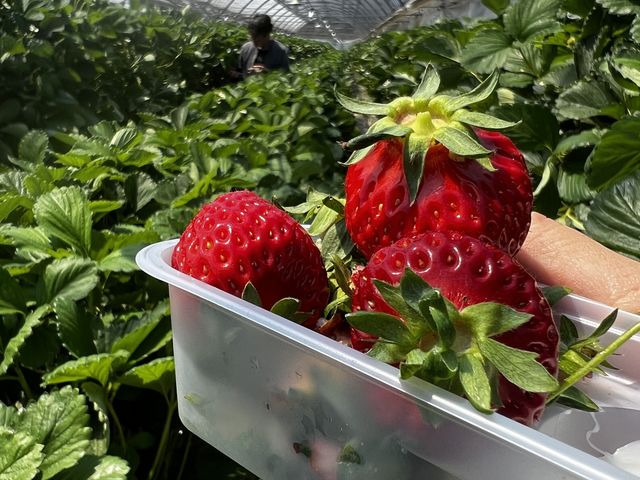 ミルクなしでも甘いです_塩田東山観光農園