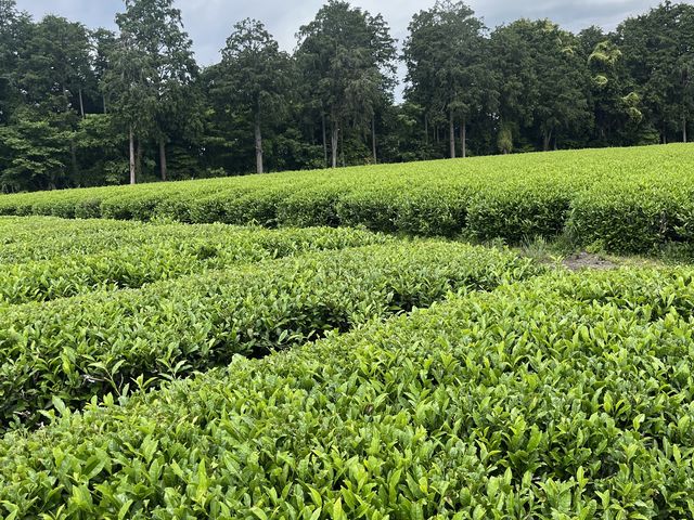 見事な茶畑_ヤマタカ櫻井製茶「富士山Teaパーク」