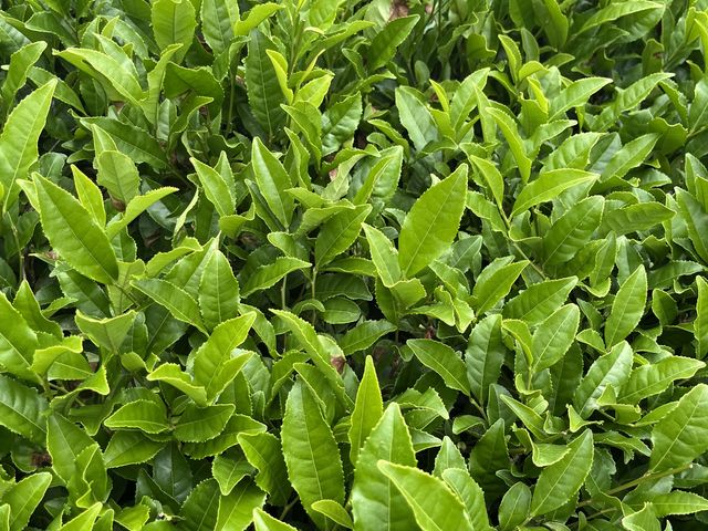 青々とした茶葉_ヤマタカ櫻井製茶「富士山Teaパーク」