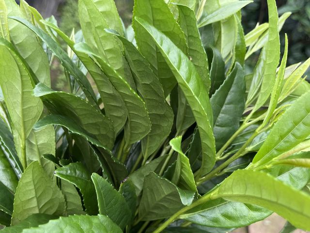 私が摘んだ茶葉_ヤマタカ櫻井製茶「富士山Teaパーク」