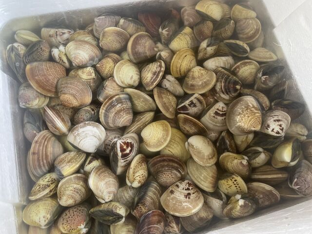 とれた貝_富津海岸潮干狩場