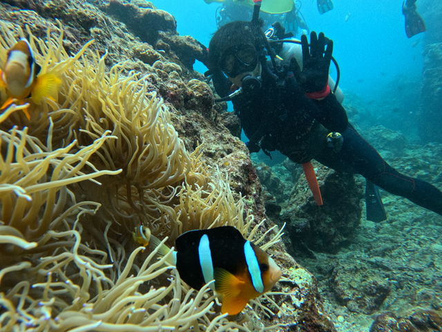 綺麗なサンゴと熱帯魚_ソードフィッシュ