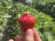 バズさんの塩田東山観光農園の投稿写真2
