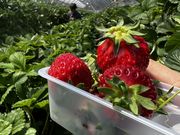 バズさんの塩田東山観光農園の投稿写真3