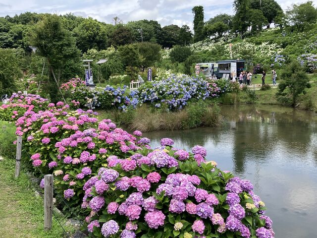 そろそろ紫陽花も終わり近し_かざはやの里